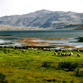 گندمان